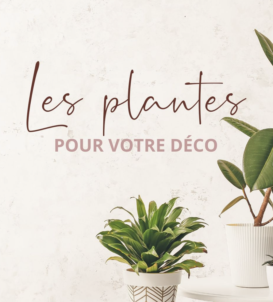 Les plantes : le secret d’une décoration réussie 🌿